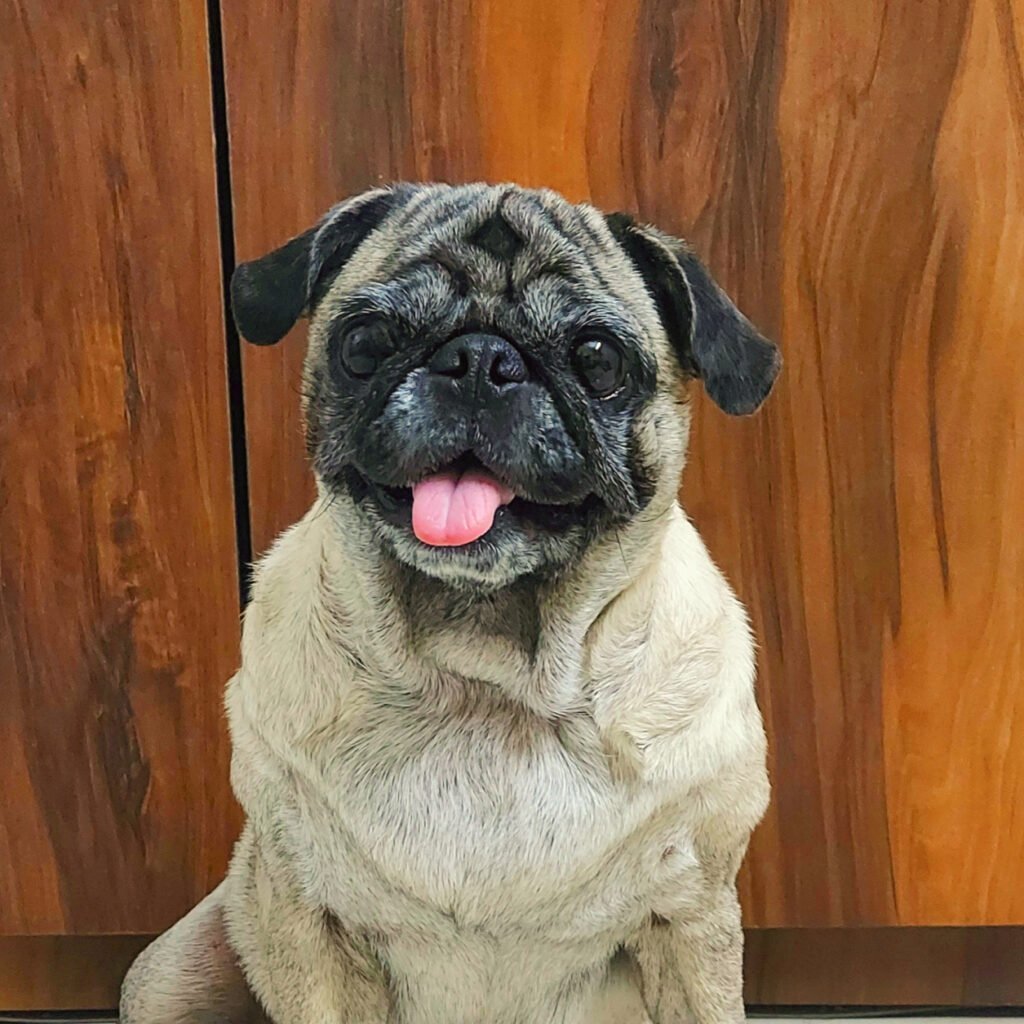 Bebo